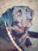 Therapiehund Coco
